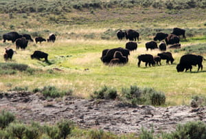 Búfalos libres en Yellowstone
