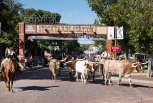 Forth Worth mantiene las tradiciones vaqueras