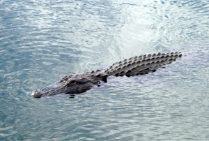 Aligator en los Everglades de Florida